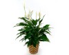 8" Peace Lily in a basket